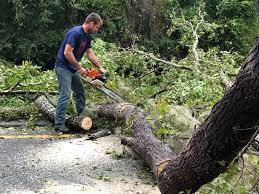 Trusted Dacono, CO  Tree Services Experts